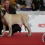MILANO WORLD DOGS SHOW 12.06.2015