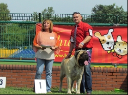 Wystawa Krajowa Psów Rasowych Toruń 18.08.2013