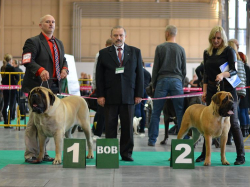 Cruft 2014 – Największa Wystawa Psów na Świecie – 06.03.2014 – mastif angielski