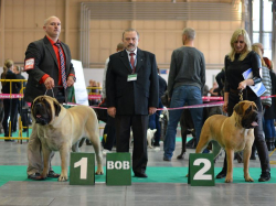 Cruft 2014 – The biggest one Dog Show in the World – 06.03.2014