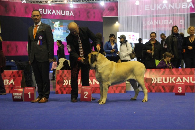 Brno 2014 Europians Winner Dog Show 25.10.2014