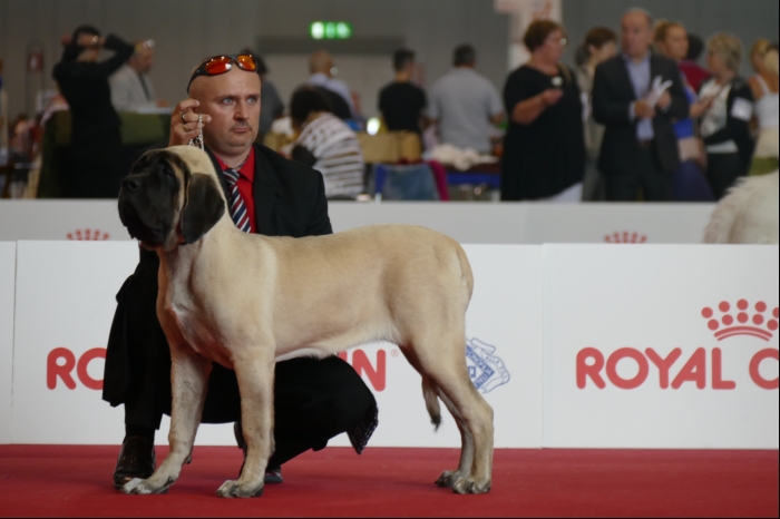 MILANO WORLD DOGS SHOW 12.06.2015