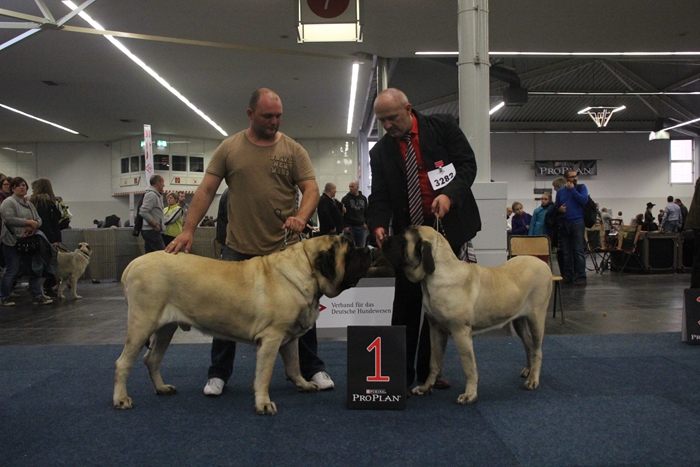 DORTMUND CACIB DOG SHOW 18.10.2015