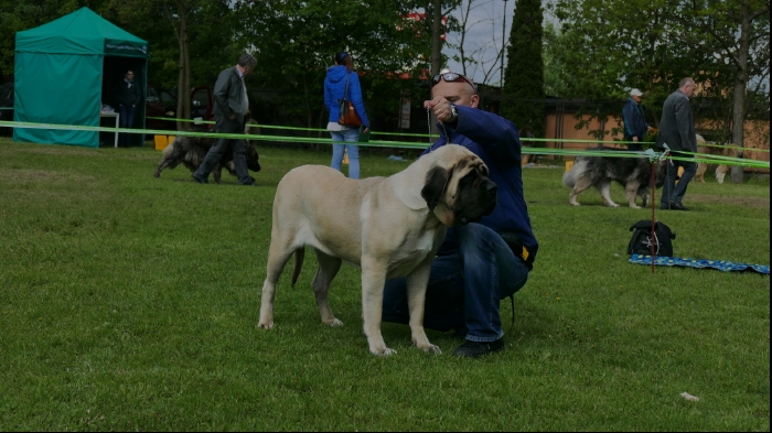 Łódź International Dogs Show 15.05.2016