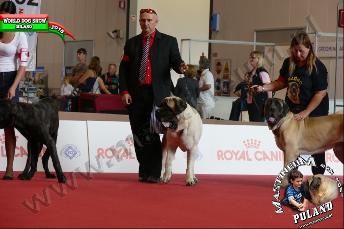 MILANO WORLD DOGS SHOW 12.06.2015