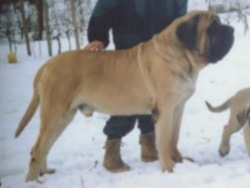 Mastif angielski -Słowacja i Czechy 1980-2011