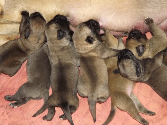 Gina and Casper „A”Litter born 25.05.2014