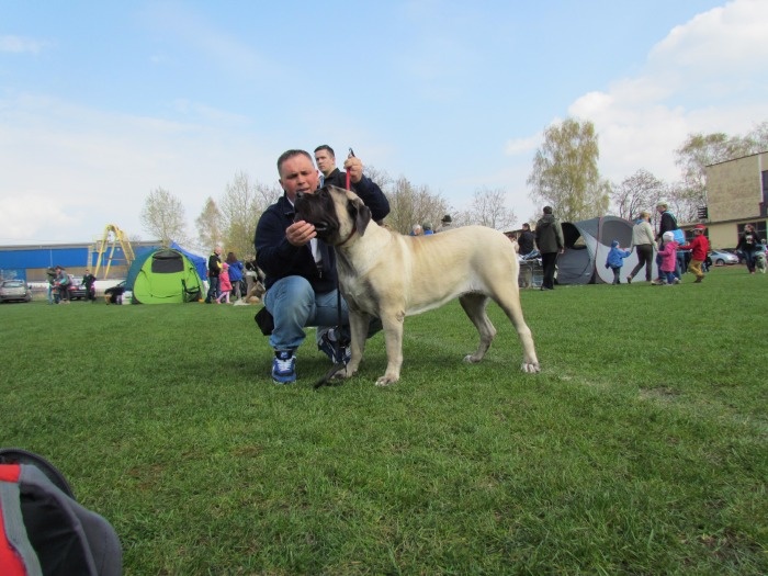 Wystawa Krajowa Grudziądz 12.04.2014/National Dog Show Grudziądz